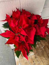 POINSETTIA