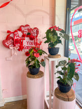POTTED ANTHURIUM