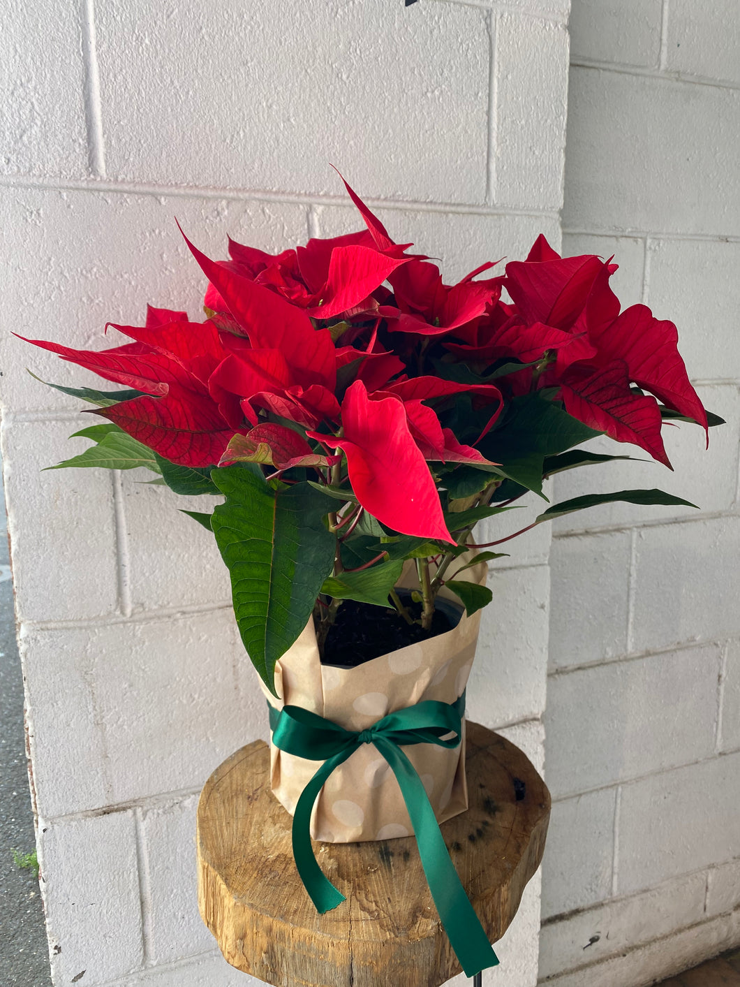 POINSETTIA