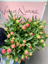 PEONIES