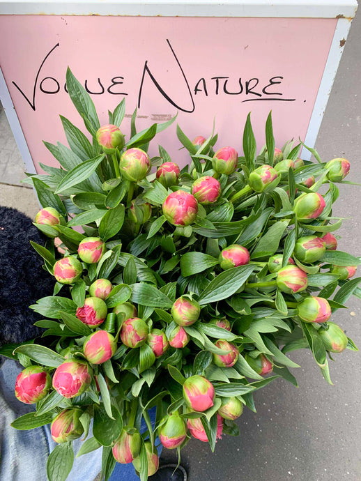 PEONIES